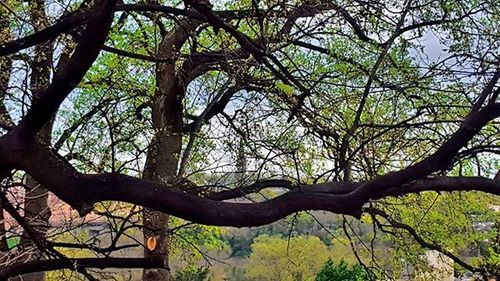 Low angle view of trees