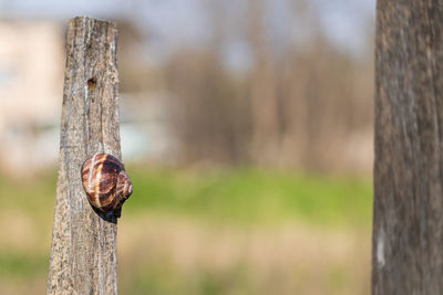 tree trunk