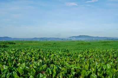agriculture