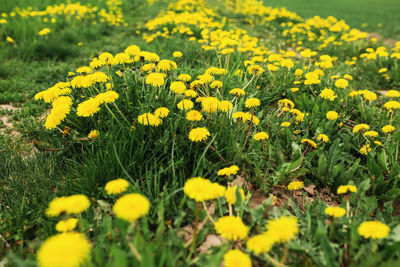 Close-up of yellow flowering plants