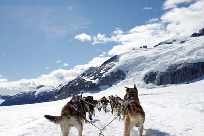 Dogsledding on snowy field against sky at glacier bay national park