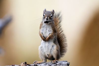 Portrait of squirrel standing against wall