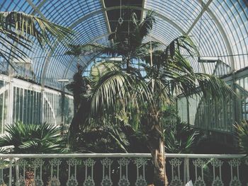 Low angle view of palm trees