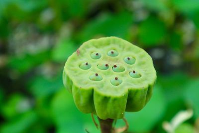 Close-up of lotus water lily in plant