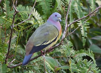 Close-up of bird perching on tree
