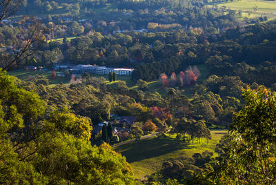 High angle view of trees and plants in forest