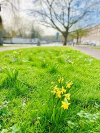 Close-up of yellow flowering plants on field