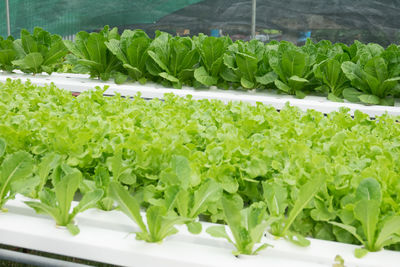 Close-up of fresh green plants in container