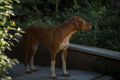 Dog looking away