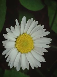 Close-up of white flower