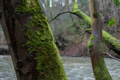 Close-up of moss growing on tree trunk in forest