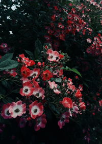 High angle view of pink flowering plants