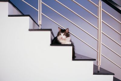 Low angle view of cat sitting on wall