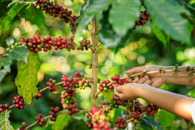 Close up farmer hands harvest coffee bean ripe red berries plant fresh seed coffee tree 