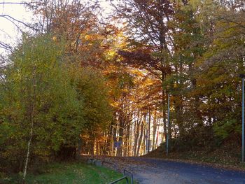 Road passing through forest