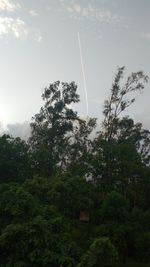 Low angle view of trees against sky