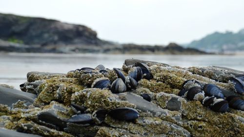 Close-up of rocks on beach against sky