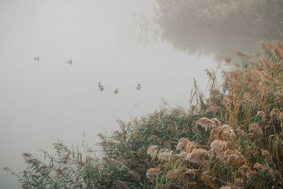 View of birds swimming in lake