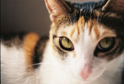 Close-up portrait of cat