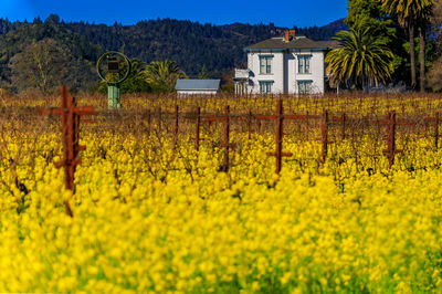 Scenic view of oilseed rape field