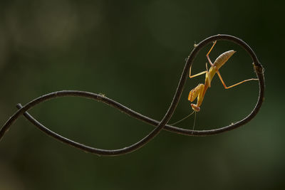 Brown mantis on unique branch