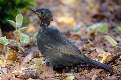 Close-up of a bird on field