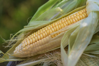 Close-up of corn