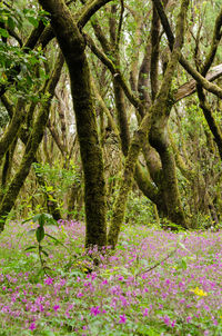 View of flowering trees in forest