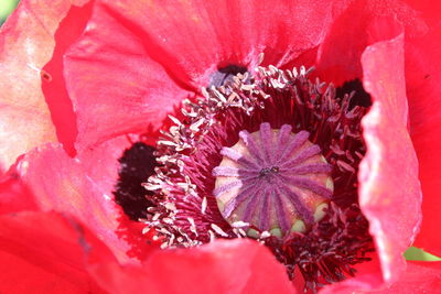 Full frame shot of red flower