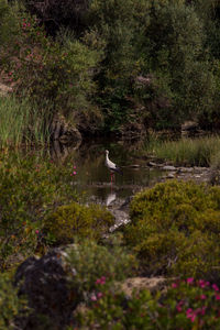 View of birds in lake