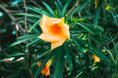 Close-up of orange flower on field