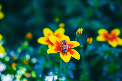 Close-up of purple flower