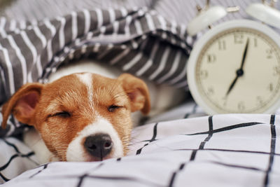 Jack russell terrier dog sleeps in bed with vintage alarm clock. wake up and morning concept