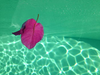 Close-up of leaves on water