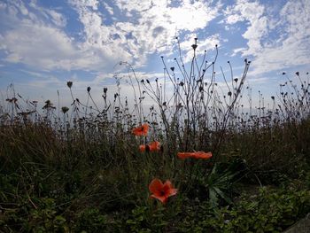 Close-up of poppy on field against sky