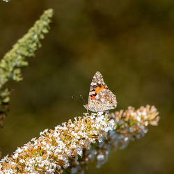 Close-up of butterfly pollinating on flower