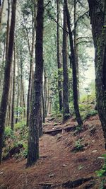 Trees in forest