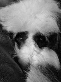 Close-up portrait of a dog