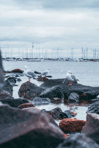 Seagulls on sea shore during winter