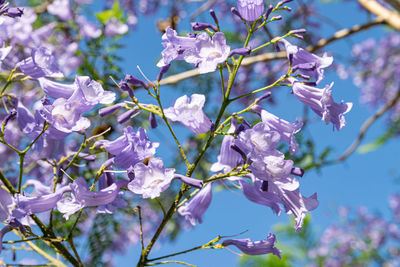 Low angle view of cherry blossom