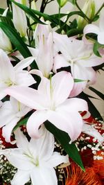 Close-up of white flowers blooming outdoors