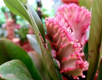 Close-up of pink flowering plant
