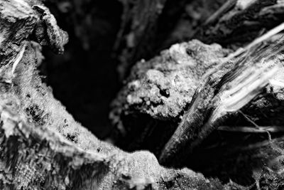 Close-up of tree trunk in forest