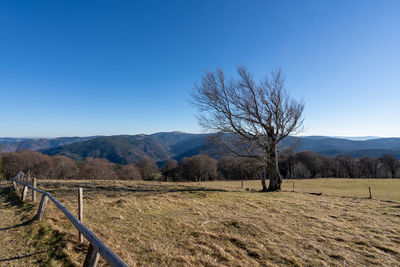 Trees on field against clear blue sky
