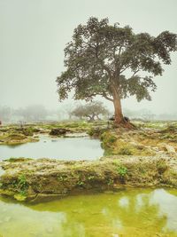 Tree by lake against sky