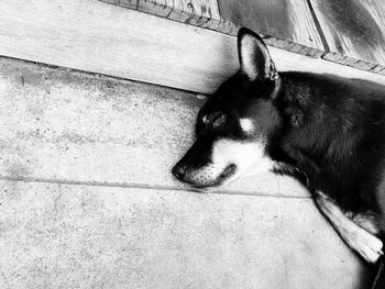 High angle view of dog sleeping on floor