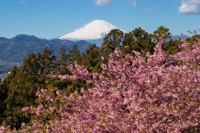 Pink cherry blossoms in spring against sky