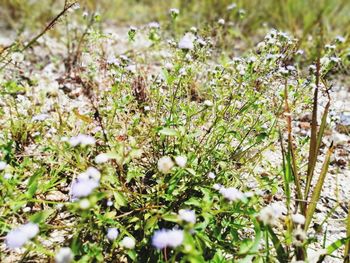 Close-up of white flowering plants on field