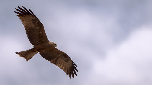 Low angle view of eagle flying against sky