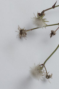 Close-up of flower plant